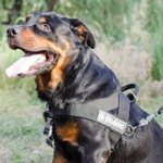 The Bestseller Rottweiler Dog Harness to Stop Pulling on a Leash