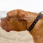 Leather Dog Collar for Dog De Bordo - Best Quality&Price!