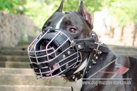 Amstaff Dog Muzzle Size with Leather Padded Basket