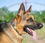 German Shepherd Collars | Leather Dog Collars War Style