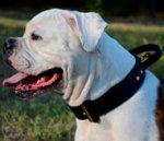 2 Ply Strong American Bulldog Collar for Large Dogs with Handle