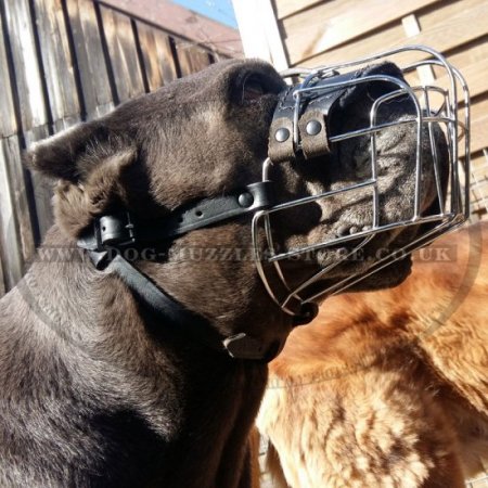 Wire Basket Dog Muzzle for Cane Corsos