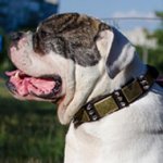 Collar for Bulldog with Spikes and Plates | Leather Dog Collar