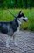 "Light Air" Effective Leather Choke Collar For Husky Dog