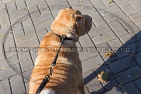 "Simple Honesty" Leather Choke Dog Collar For Shar Pei