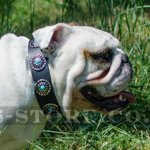English Bulldog Collar with Blue Studs | Leather Dog Collar UK