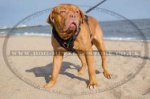Large Dog Harness for Dogue De Bordeaux Bestseller UK