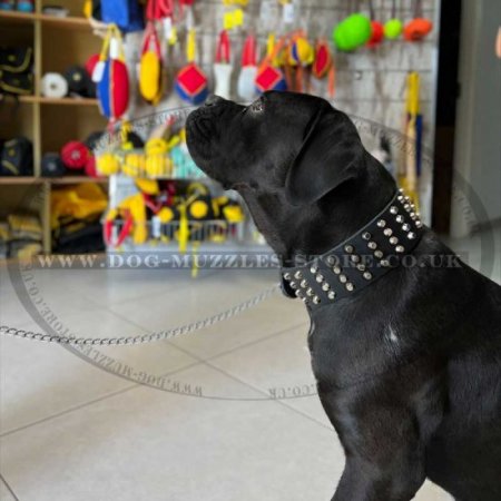 Comfortable Wide Dog Collar For Shar Pei With Pyramids 2.3 In