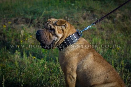 Comfortable Wide Dog Collar For Shar Pei With Pyramids 2.3 In