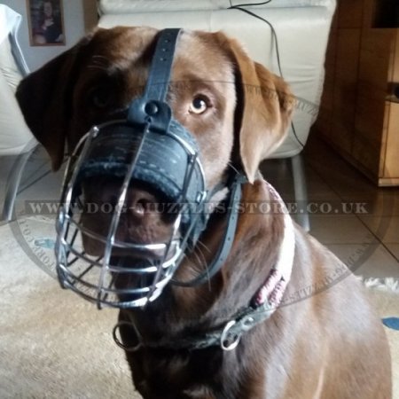 Dog Basket Muzzle for Labrador | Dog Wire Muzzle