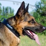 German Shepherd Personal Dog Collars with ID Plate