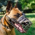 The Best Belgian Malinois Dog Muzzle Size for Any Weather