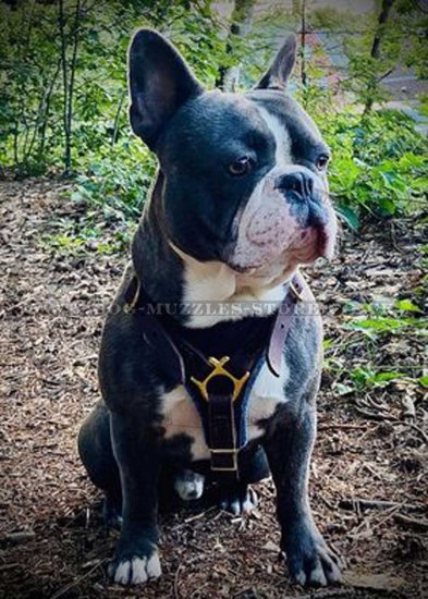 Classic English Bulldog Leather Dog Harness Bestseller