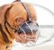 Dog Muzzle for Dogue De Bordeaux | Dogue De Bordeaux Muzzles UK