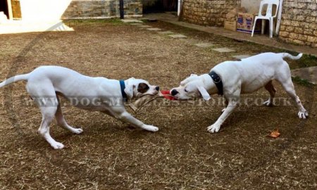 Dog Bite Tug Jute with 1 Handle for Interactive Dog Games