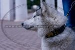 "Noble Sir" Reliable Studded Dog Collar For Siberian Husky