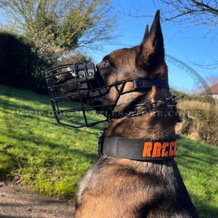 The Best Belgian Malinois Dog Muzzle Size for Any Weather