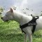 The Best No-Pull Dog Harness for Amstaff, Nylon