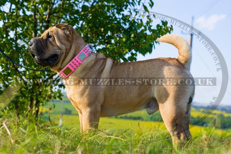 Pink Leather Dog Collar For Shar Pei UK