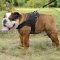 English Bulldog Dog Harness with Handle | Nylon Dog Harness UK