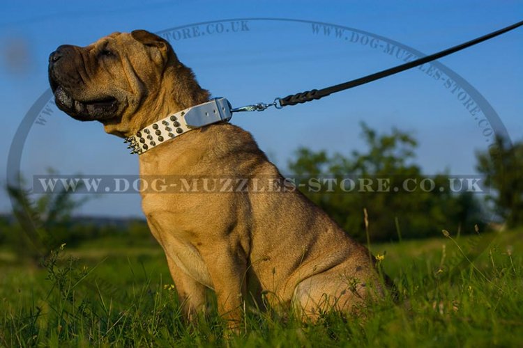Black Leather Dog Collar For Shar Pei UK