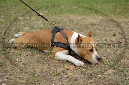 Staffy Weight Pulling Harness For Dog Sport And Tracking