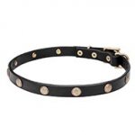 Lovely Dog Collar "Sunny Beams" 3/4 inch (20 mm)