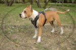 Best Walking Harness For Staffy With Nickel-Plated Spikes