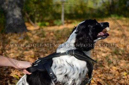 The Best Dog Harness for Spaniel UK Soft Padded Leather