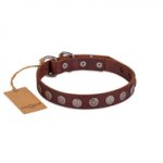 Handcrafted Brown Studded Buckle Dog Collar FDT Artisan