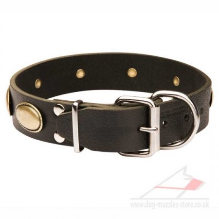 Best Labrador Retriever Leather Collar for Dogs with Ellipses