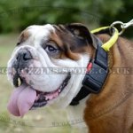 Extra Strong Nylon Dog Collar for English Bulldog