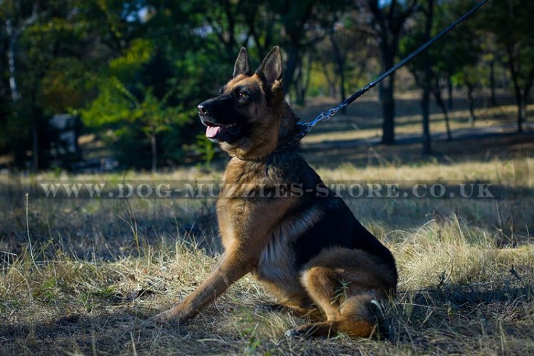 New Leather Dog Collar with Spikes for German Shepherd