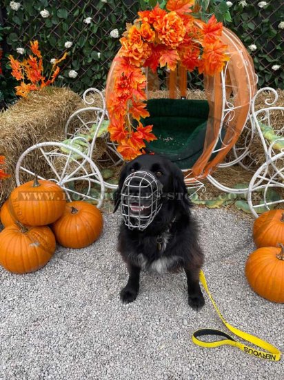 Wire Basket Dog Muzzle That Allows Drinking and Eating