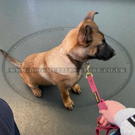 Ultramodern Pink Dog Training Leash For Middle And Large Dogs
