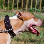 Pitbull Dog Collar Leather with Studs | Best Quality Dog Collar