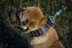 Comfortable Wide Dog Collar For Shar Pei With Pyramids 2.3 In