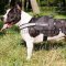 Nylon Dog Harness with Handle and Reflexive Trim for Amstaff