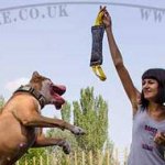 Dog Bite Tug for Pitbull Training | Bite Tugs for Dogs