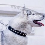 Studded Dog Collar with Shiny Cones for Siberian Husky