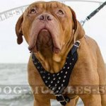 Luxury Dog Harness for Dogue De Bordeaux Spiked Design