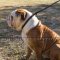 English Bulldog Walking Dog Collar and Lead in One