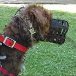 Leather Kindest Dog Muzzle for Poodle UK Bestseller