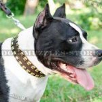 Amstaff Collars UK with Brass Studs | Amstaff Dog Collars Design