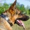 Dog Collars for German Shepherd for Sale from the Producer