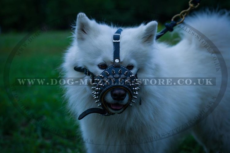 Loop Shaped Dog Leather Muzzle with Spikes for Samoyed