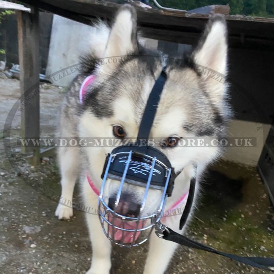 Akita and Husky Dog Wire Basket Muzzle | Husky Muzzles for Sale - Click Image to Close