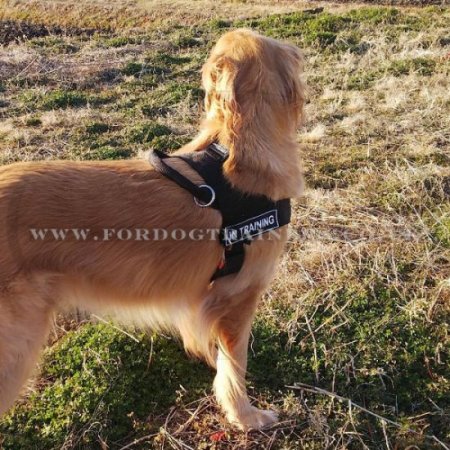 The Best Stop Pulling Dog Harness for Golden Retriever