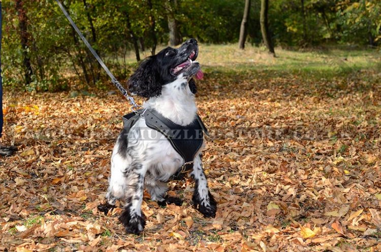 The Best Dog Harness for Spaniel UK Soft Padded Leather