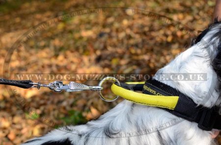 Best Spaniel Dog Collar with Handle for Training and Working